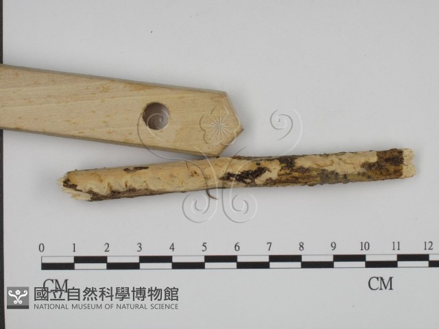 叉絲革菌屬藏品圖，第3張