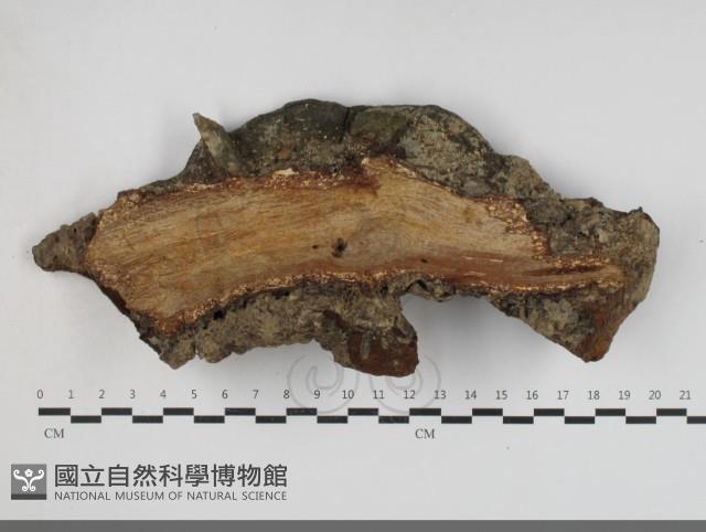 登錄號:F0033823藏品圖，第3張