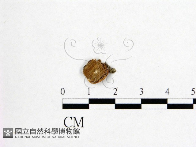 登錄號:F0008923藏品圖，第3張