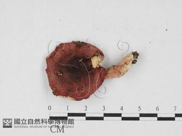 登錄號:F0026923藏品圖，第3張