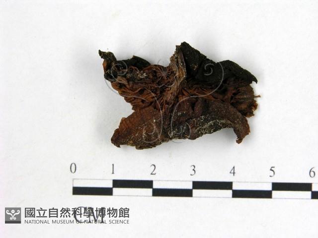 登錄號:F0021923藏品圖，第3張