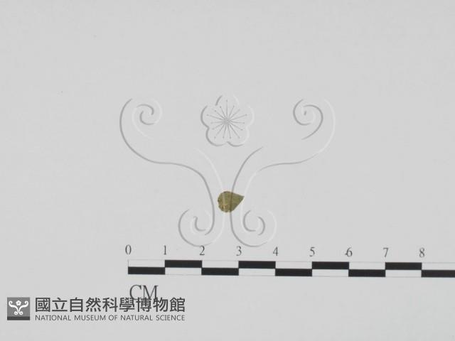 登錄號:F0011923藏品圖，第3張