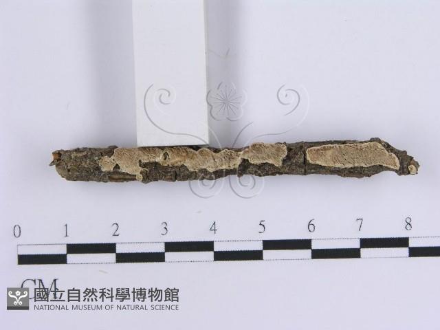 登錄號:F0014923藏品圖，第3張
