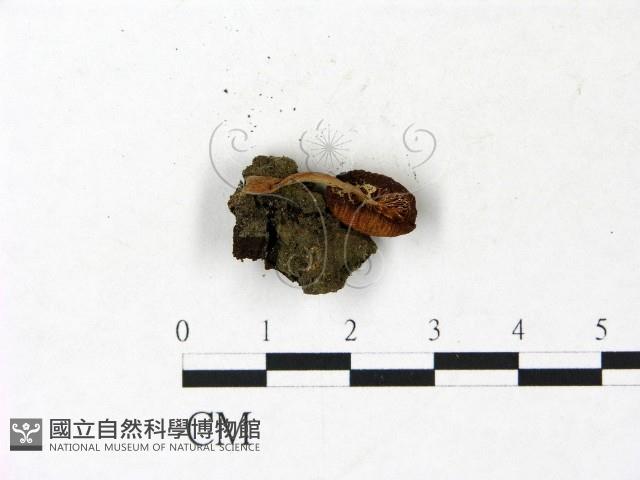 登錄號:F0022923藏品圖，第3張