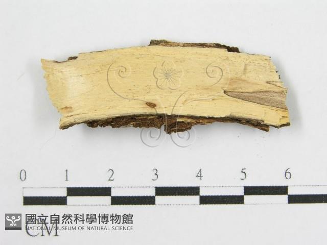 登錄號:F0012923藏品圖，第3張