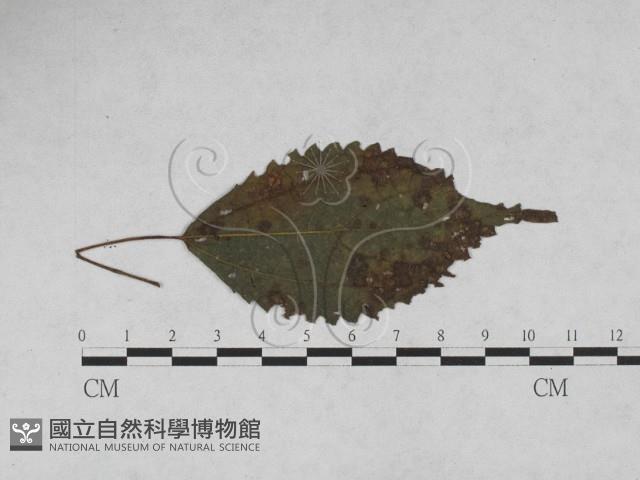 登錄號:F0027923藏品圖，第1張