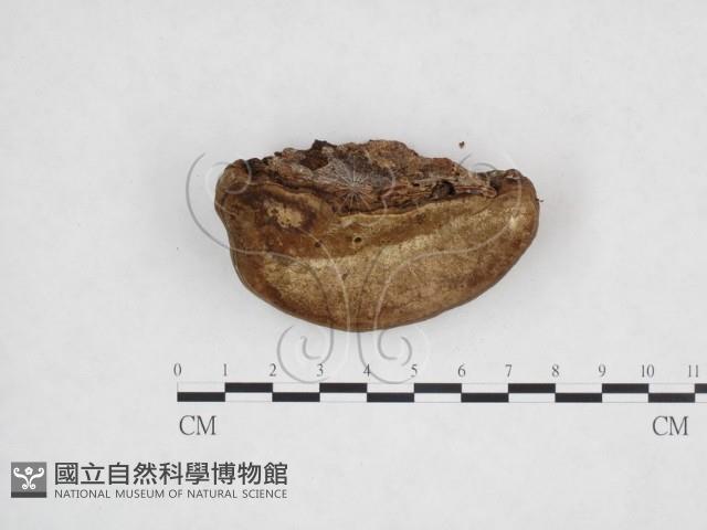 登錄號:F0025923藏品圖，第3張