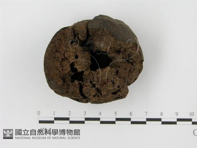 紫色禿馬勃藏品圖，第3張