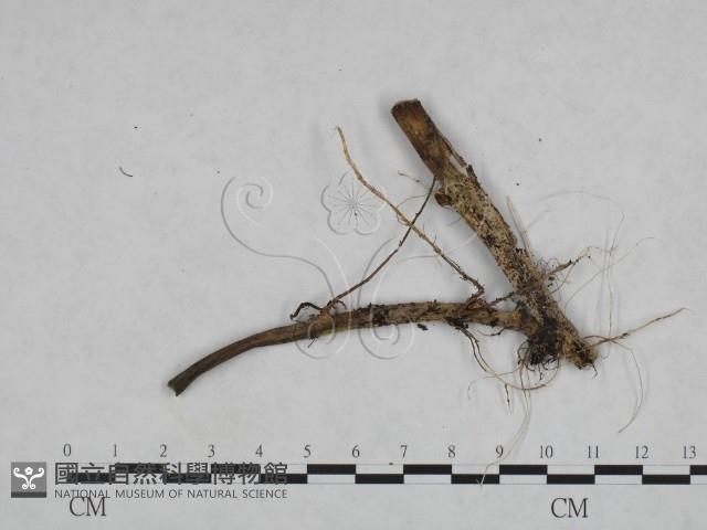 登錄號:F0023923藏品圖，第3張