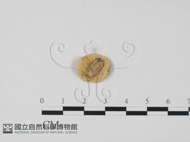 登錄號:F0013923藏品圖，第3張