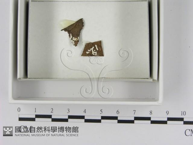 登錄號:F0021623藏品圖，第3張