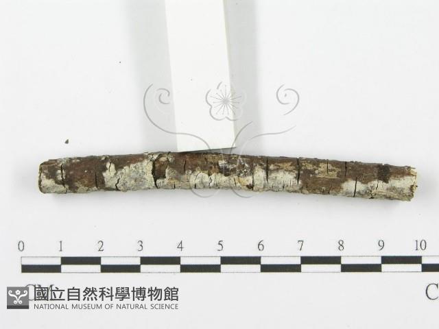 齒耳菌屬藏品圖，第3張