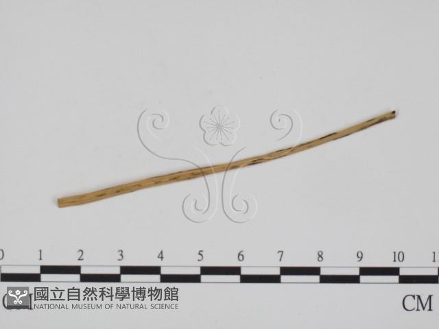 登錄號:F0011623藏品圖，第3張