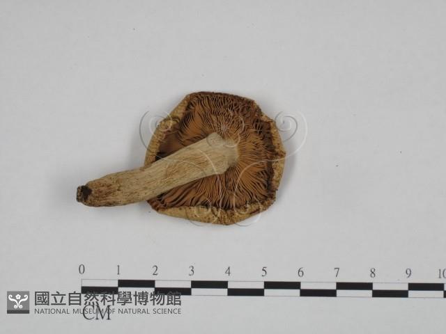 登錄號:F0024623藏品圖，第3張