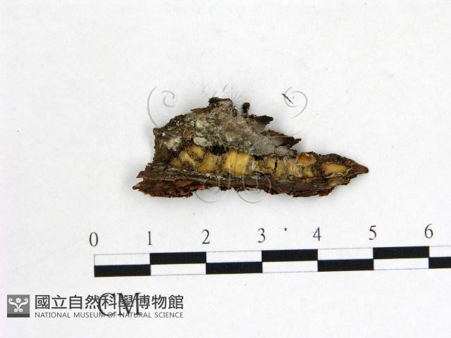 登錄號:F0022623藏品圖，第3張