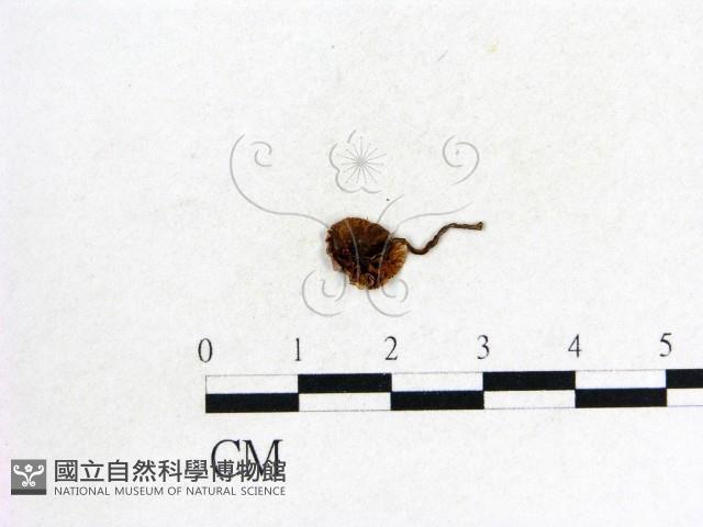 登錄號:F0002623藏品圖，第3張