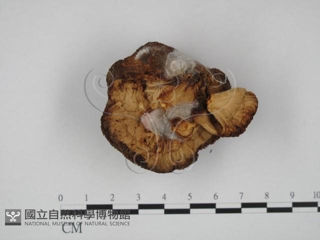 登錄號:F0012623藏品圖，第3張