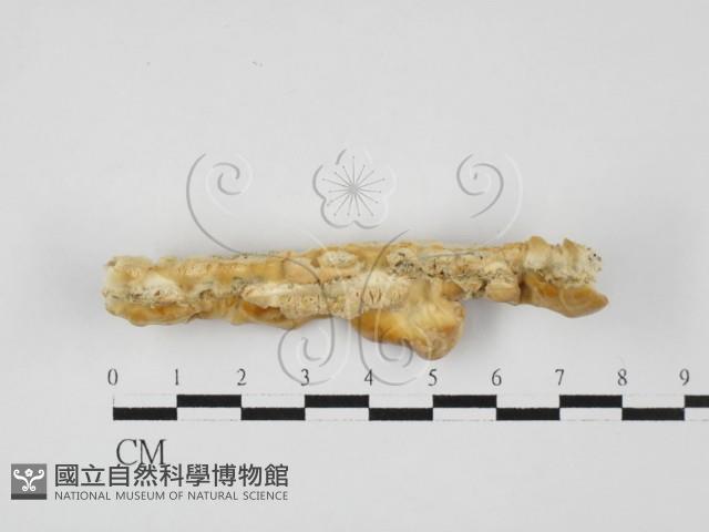 登錄號:F0027623藏品圖，第3張