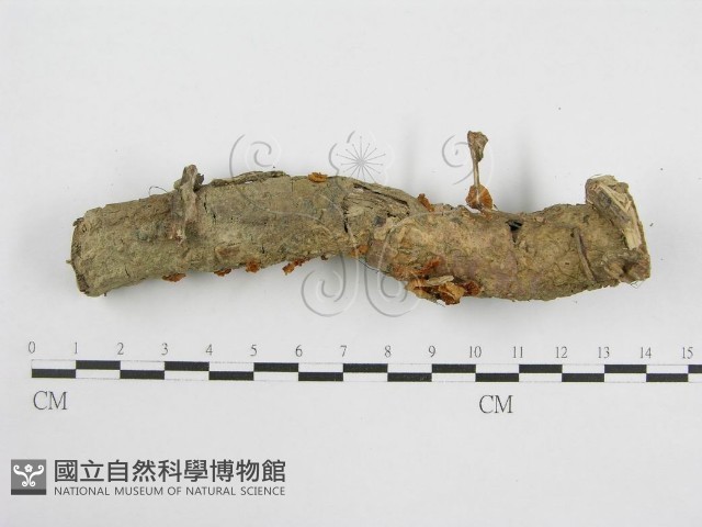 微皮傘屬藏品圖，第3張