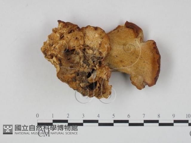 登錄號:F0017623藏品圖，第3張