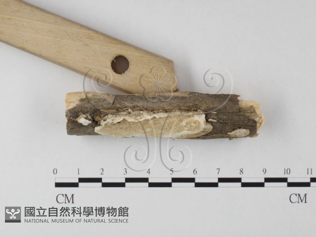 登錄號:F0025623藏品圖，第3張