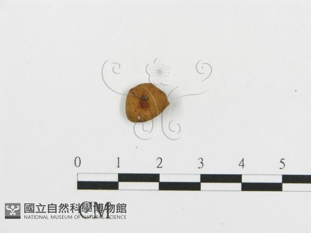 登錄號:F0005623藏品圖，第3張