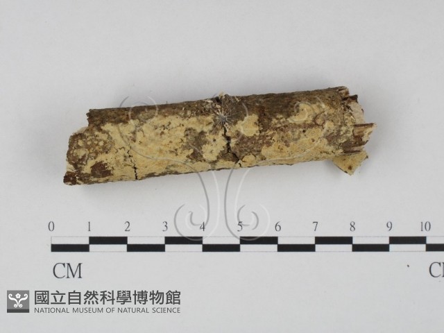 登錄號:F0023623藏品圖，第3張