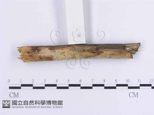 登錄號:F0013623藏品圖，第3張