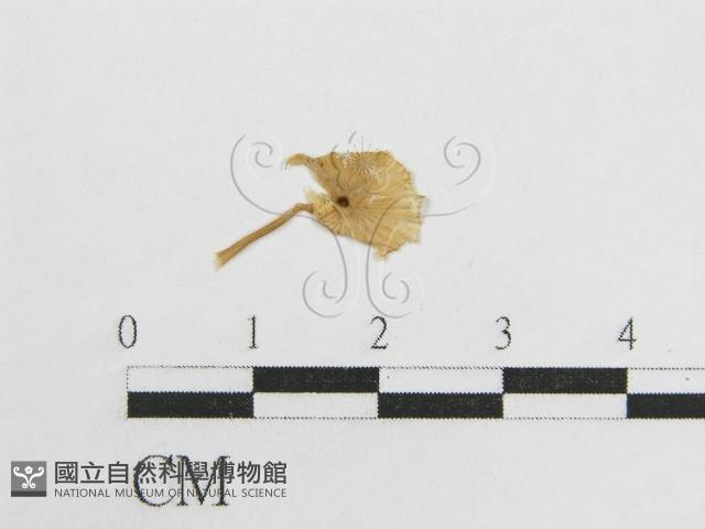 登錄號:F0008423藏品圖，第3張