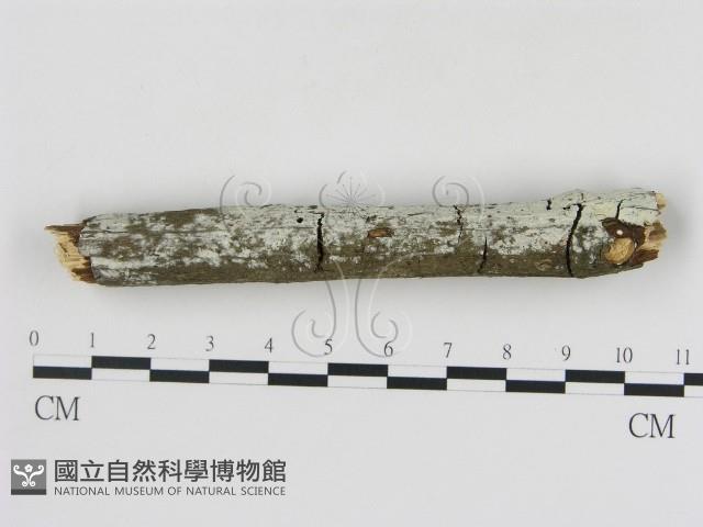 冇骨消絲齒菌藏品圖，第3張