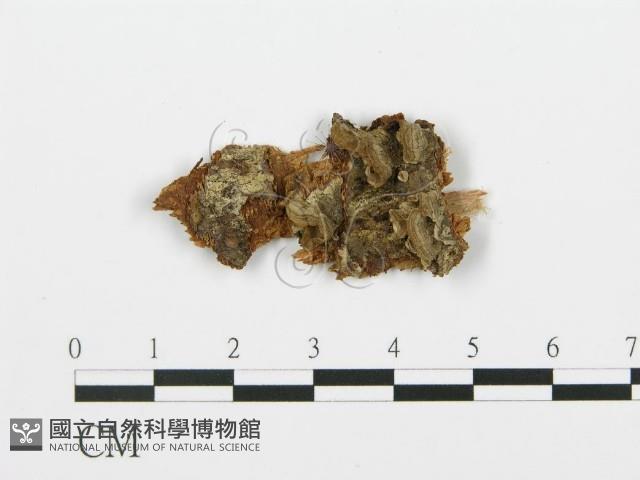 登錄號:F0000423藏品圖，第1張