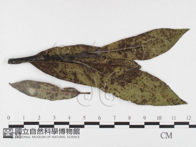 登錄號:F0026423藏品圖，第1張