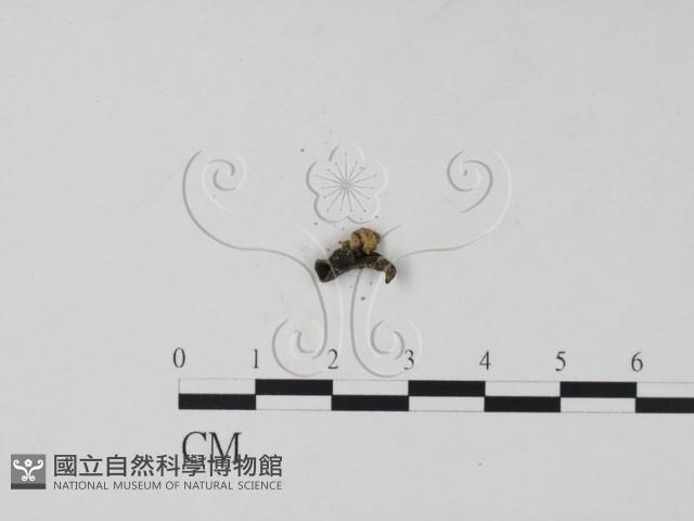 登錄號:F0001423藏品圖，第3張