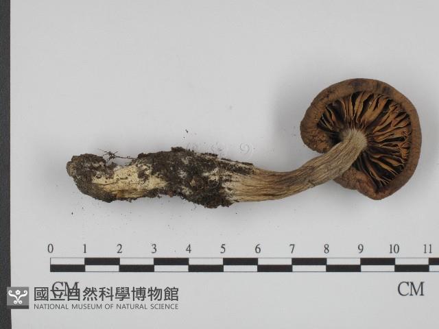 登錄號:F0004423藏品圖，第3張