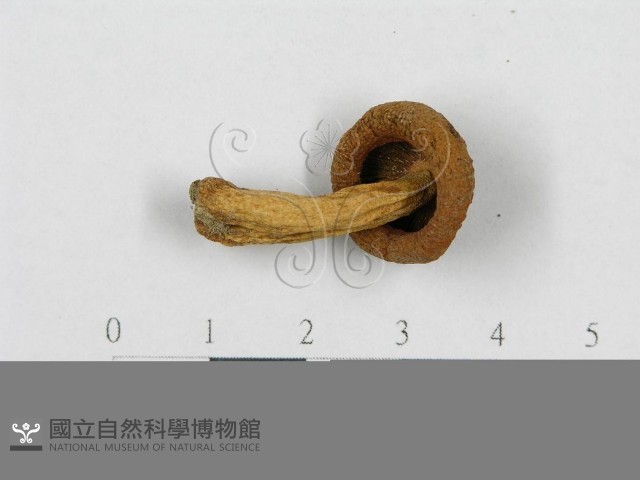 登錄號:F0014423藏品圖，第3張