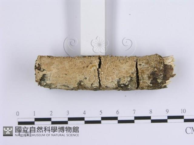 齒耳菌屬藏品圖，第3張