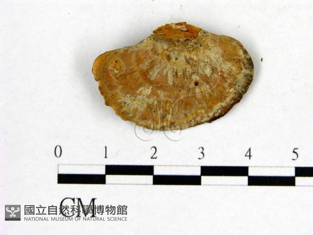 登錄號:F0012423藏品圖，第3張