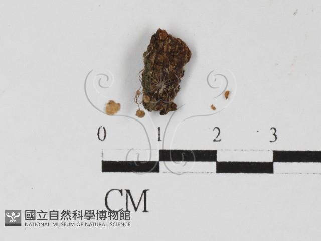 登錄號:F0027423藏品圖，第3張