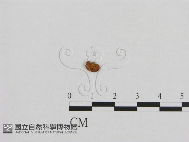 登錄號:F0007423藏品圖，第3張