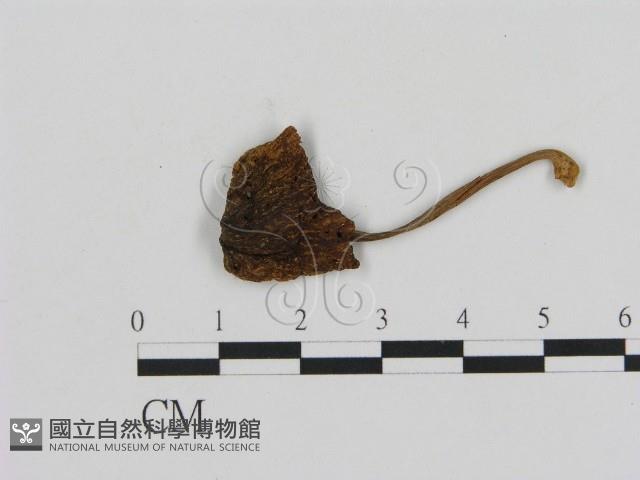 登錄號:F0005423藏品圖，第3張