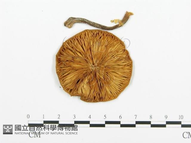 登錄號:F0009423藏品圖，第3張