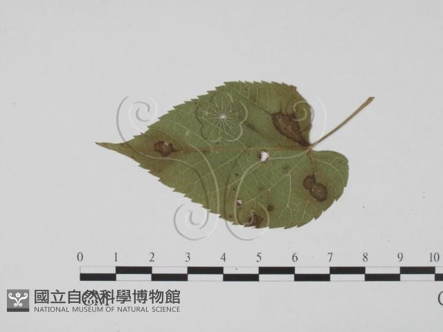 登錄號:F0019423藏品圖，第3張
