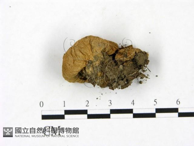 登錄號:F0023423藏品圖，第3張