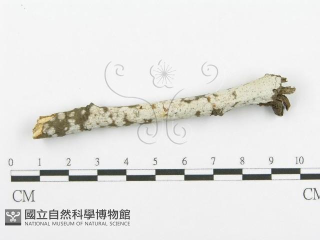 登錄號:F0018723藏品圖，第3張