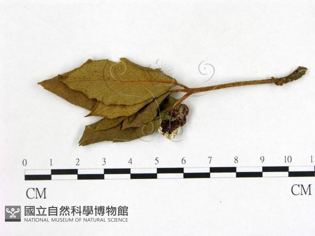 登錄號:F0020723藏品圖，第3張