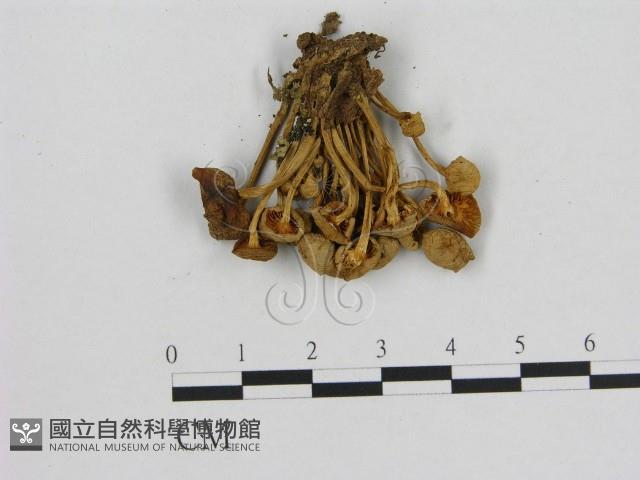 小菇屬藏品圖，第3張