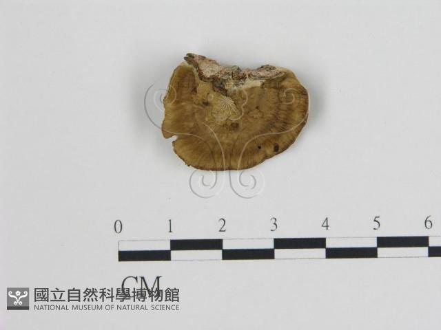 登錄號:F0006723藏品圖，第3張