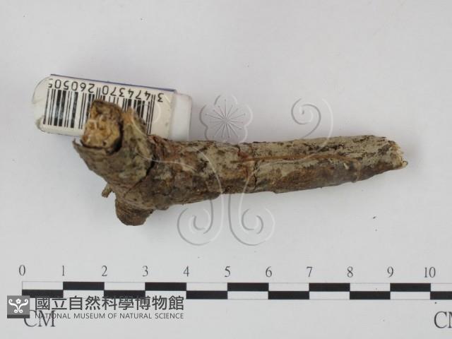 登錄號:F0021723藏品圖，第3張