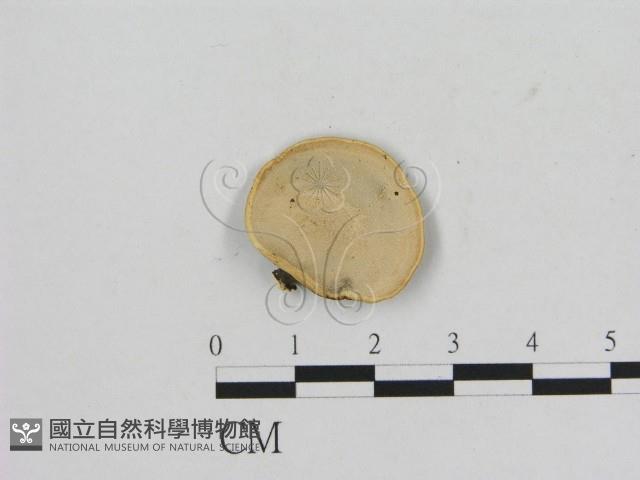 小孔菌屬藏品圖，第3張