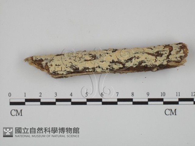 絲齒菌屬藏品圖，第3張